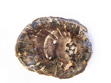 Petrified Wood Slices (1-3