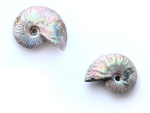 Natural Whole Ammonite Fossil With Blue Flash, 1-3cm