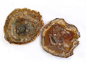 Petrified Wood Slices (5-7