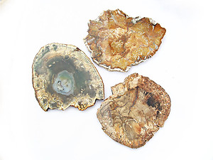 Petrified Wood Slices (5-7