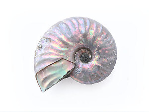 Natural Whole Ammonite Fossil With Blue Flash, 3-5cm