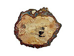 Petrified Wood Slice (3-5