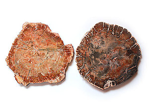 Petrified Wood Slices (7-8