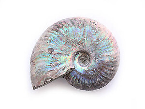 Natural Whole Ammonite Fossil With Blue Flash, 5-7cm