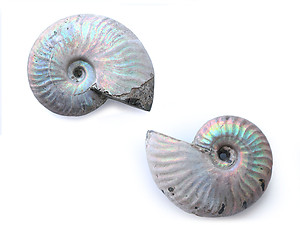 Natural Whole Ammonite Fossil With Blue Flash, 5-7cm