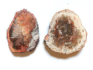 Petrified Wood Slices (3-5