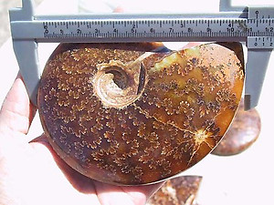 Whole Polished Ammonites with Suture Patterns, 9-11cm