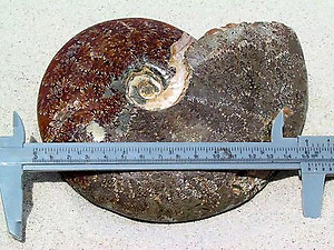 Whole Polished Ammonites with Suture Patterns, 13-15cm