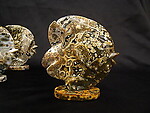 Sea Jasper Sunfish