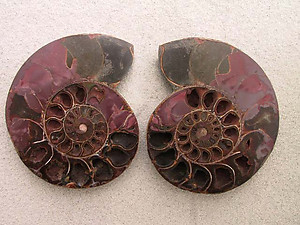 Ammonite Cut & Polished Pairs, 13-15cm - AA Quality