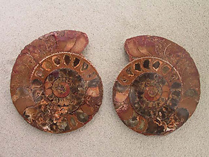 Ammonite Cut & Polished Pairs, 11-13cm - AA Quality