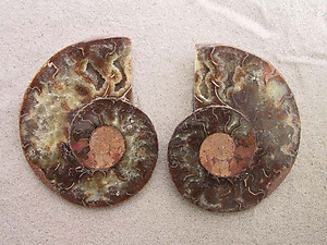 Ammonite Cut & Polished Pairs, 11-13cm - AA Quality