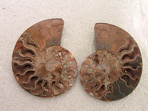 Ammonite Cut & Polished Pairs, 13-15cm - AA Quality