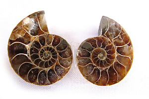 Ammonite Cut & Polished Jewelry Pairs, 1-3cm - AAA Quality