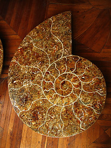127cm Ammonite Pair