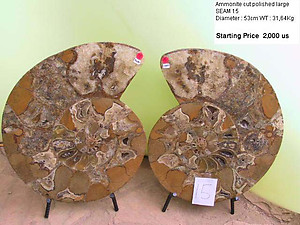 53cm Ammonite Pair