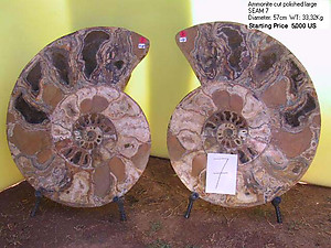 57cm Ammonite Pair