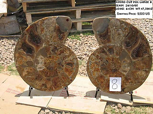 61cm Ammonite Pair