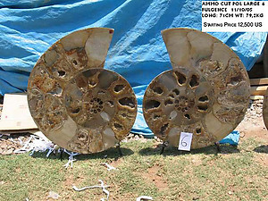 71cm Ammonite Pair