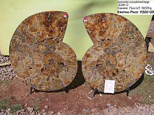 73cm Ammonite Pair
