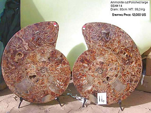 81cm Ammonite Pairs