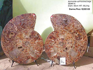 80cm Ammonite Pair