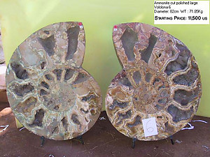 82cm Ammonite Pairs