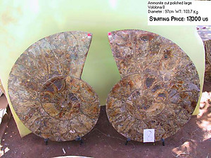 97cm Ammonite Pair