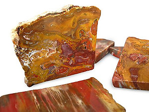 Petrified Wood Polished One Face