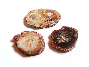 Petrified Wood Slice (3-5