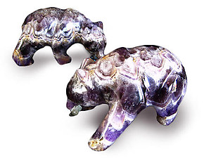 Banded Amethyst Bear Eating Fish