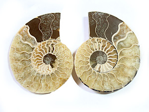 Ammonite Cut & Polished Jewelry Pairs, 5-7cm - AAA Quality