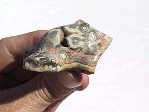 Small Sea Jasper Toad