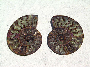 Ammonite Cut & Polished Pairs, 11-13cm - AAA Quality