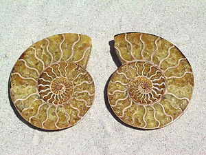 Ammonite Cut & Polished Pairs, 11-13cm - AAA Quality