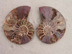 Ammonite Cut & Polished Pairs, 13-15cm - AAA Quality