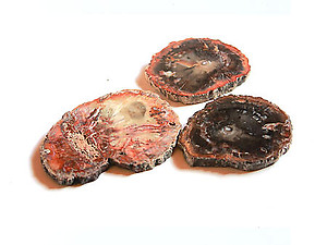 Petrified Wood Slices (1-3