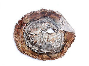 Petrified Wood Slices (7-8