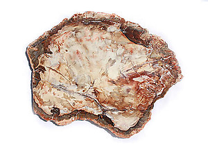 Petrified Wood Slices (8-9