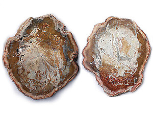 Petrified Wood Slices (8-9