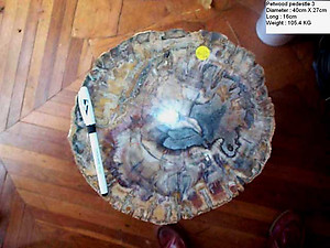 Petrified Wood Pedestal 105.4 Kg