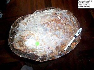 Petrified Wood Pedestal 94.21 Kg