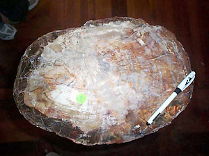 Petrified Wood Pedestal 94.21 Kg