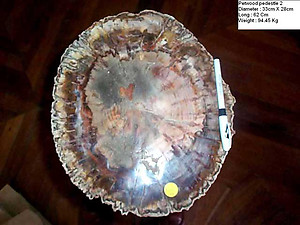 Petrified Wood Pedestal 94.45 Kg