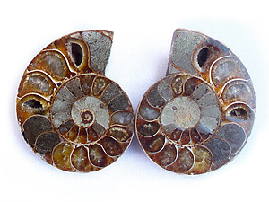 Ammonite Cut & Polished Jewelry Pairs, 5-7cm - AA Quality