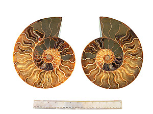 Ammonites Cut and Polished 8-10inch - Pairs - AAA Quality