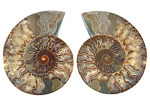 Ammonites Cut and Polished 8-10inch - Pairs - AAA Quality