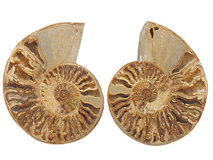 Ammonites Cut and Polished with Sutures (8-10 inch) AAA Quality