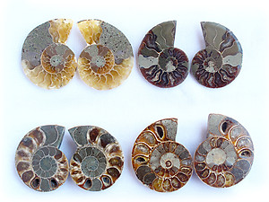 Ammonite Cut & Polished Jewelry Pairs, 5-7cm - AA Quality