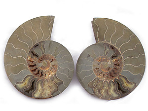 Ammonites Cut and Polished 8-10 inch - Pairs - AA Quality